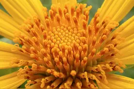 《我最喜爱的野菊花》小学生作文阅读带音频图片