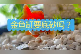 金鱼缸要底砂吗？金鱼缸使用什么样的底砂比较好？为什么？图片
