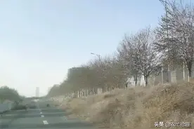 入侵多国成害草，网传国内靠吃货，如今大量涌入银川，不好吃了？图片