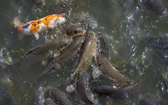 温差变化大，池塘出现泡沫油膜可以这样处理