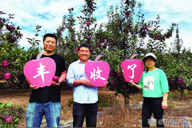 甘谷苹果年产值18亿元的背后图片