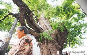 博山区池上镇赵庄村：千年大槐树矗立齐鲁之心