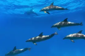 愤怒！丹麦一场捕猎活动捕杀超1400只海豚，海滩被染红图片