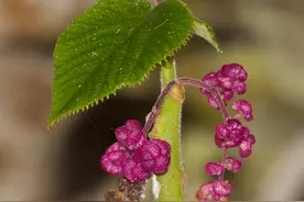 捡个树叶擦屁股，不幸遇到世界剧毒的树，有人扛不住疼痛拔枪自杀图片