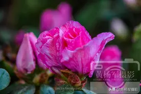 绿叶中美丽绽放的杜鹃花，粉红色的花朵娇艳欲滴的美图片