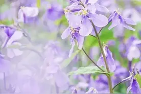 我们一起看春光(3)｜鲜花小镇花博汇，“迷人的酒杯”揺曳成海图片