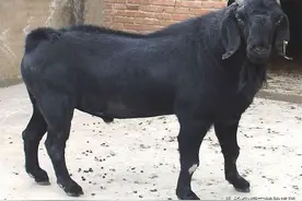 什么品种的山羊好养？挑选种羊优化羊群质量选择合适的时间配种图片