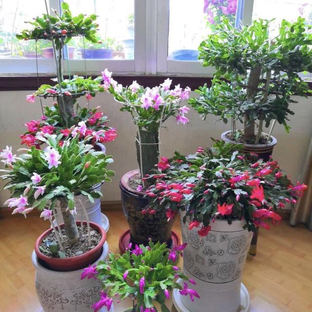 仙人球扎个洞,串成"糖葫芦",嫁接在仙人掌上,怕不怕扎手?