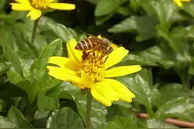 每日一花（澎蜞菊）图片