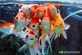 养热带鱼换水怎么换？千万别这样换水，否则不是换水，而是换鱼图片