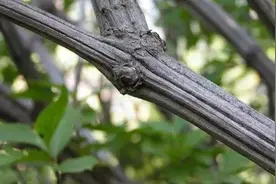 六道木是怎样的植物？图片