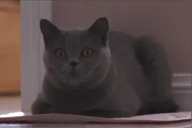 新疆阿克苏：淘气猫咪头卡瓶口 消防员暖心解救图片