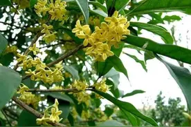 今秋的桂花落户在咱家图片