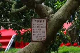 广东天价荔枝：一颗55万，杨贵妃曾吃过，"母树"存活400年图片