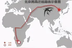 我国的燕子每年过冬飞往的“南方”究竟是哪？大多数人都理解错了图片