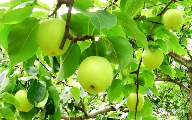 中央财政扶持！河北要新添25张金名片！邯郸两县上榜