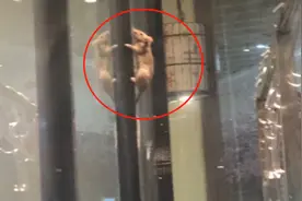 恶心！火锅店内，老鼠明目张胆在切肉工作台乱窜…店员：它应该是饿了图片