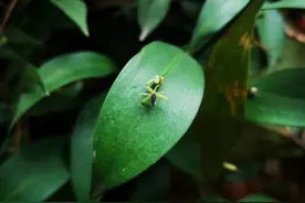 假叶树：叶上开花、叶上结果？“茎”然是你图片