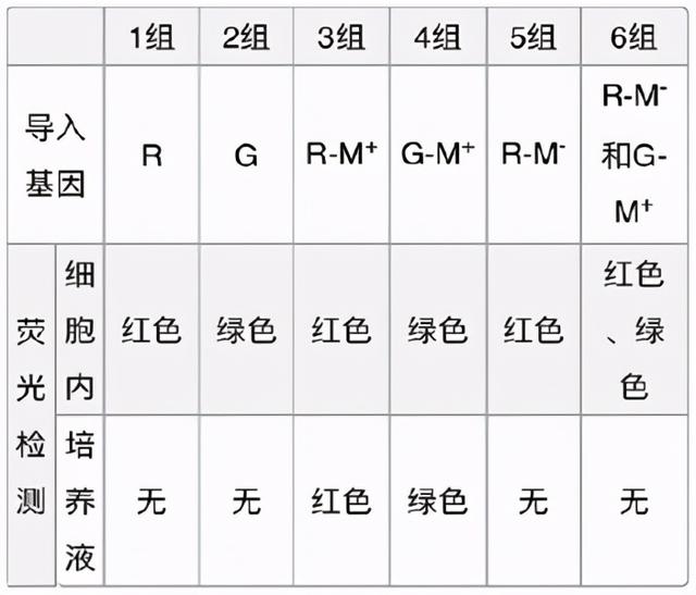 从生物教学谈荧光蛋白和荧光标记法