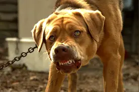 如何挑选“狗王”，把狗拎起来就能明白，一挑一个准图片