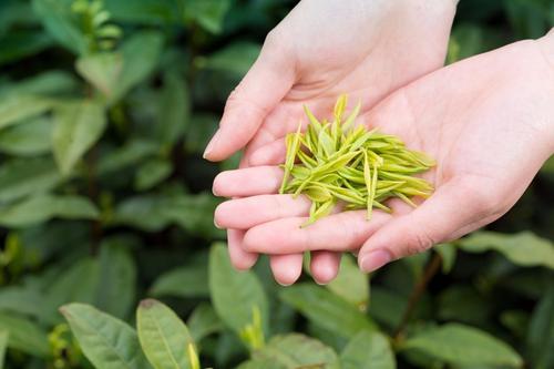 建议收藏的《安吉白茶》知识