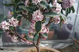 瑞香叶片下垂？找出“原因”快解决，枝叶繁茂开满花，满屋飘香图片