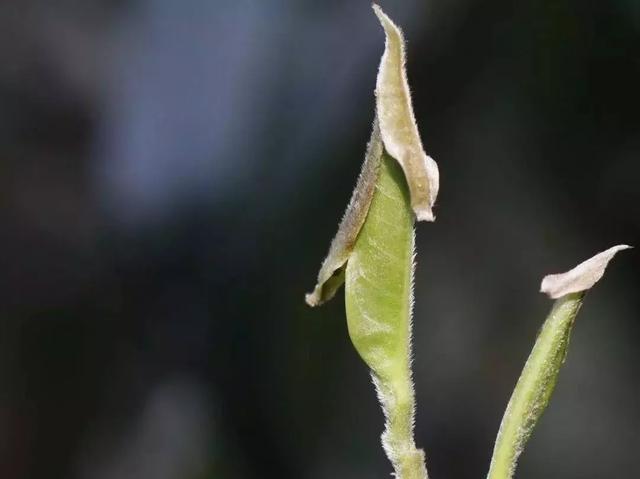 茶叶上的那些“毛毛”，究竟是怎么一回事？