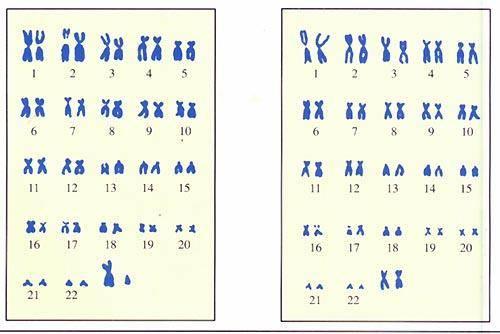 染色体、DNA、基因、RNA傻傻分不清？它们到底有什么区别？
