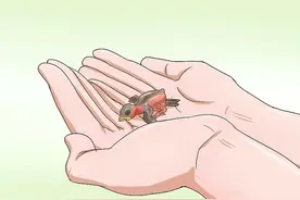 你有没有想过饲养一只小麻雀，手把手教你，收藏学习以备不时之需图片