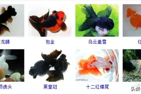 金鱼品种欣赏大全图片