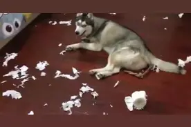 主人买回来只乌龟，二哈却一口咬在嘴里，网友：快把这货炖了吧图片