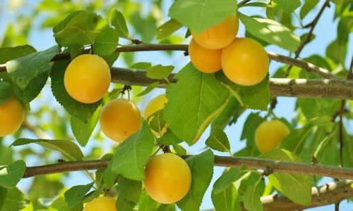 清华学霸理综292分，他说学好理综只需要记这些口诀！