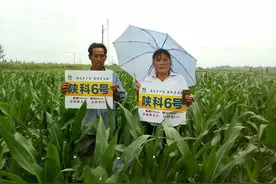 又一个大穗玉米通过审定，抗病、抗倒、耐高温，亩产高达1000公斤图片