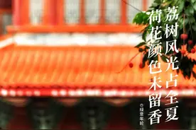 福州荔枝图鉴图片