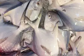 休渔期结束，这5种鱼正肥美鲜嫩，价格亲民又营养，错过太可惜图片