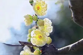 尿频尿无力尿细入睡困难胆小易惊记忆力差注意力不集中，头脑昏蒙图片