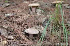 它号称“菌中王子”，只在松林中生长，保质期短，城里人很难吃到图片