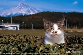 “农村猫的快乐，你们城里猫根本想象不到！”图片