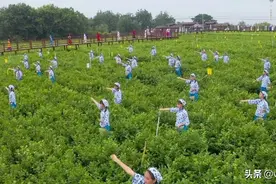 全球10朵茉莉花就有6朵出自横县，横县的茉莉花经济产业链图片