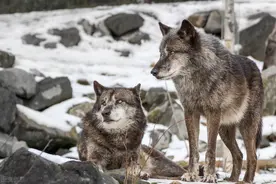 为谋狼皮回城他私闯狼窝沟，夜晚被狼群围困在大树上陷入绝境图片
