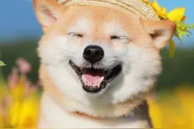 这也太可爱了，让我都想养一只了图片