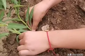 美食家都在家盆栽空心菜，你试过吗？想吃就去摘,一盆可以吃半年图片