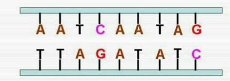 《宇宙的秘密全部揭开（二十四）分子生物学》