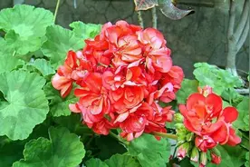 再旱也不能“喷水”的7种花，沾水就容易黄叶、烂心、掉花苞图片