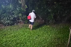 深圳一著名景点野猫越来越多，有人投喂13年，有人认为爱心泛滥图片