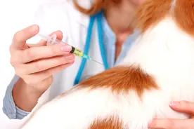 （小白专看绝对干货）狗狗猫咪疫苗问题十连答图片