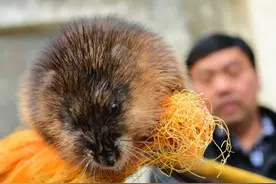 农家现2.4斤重“大老鼠”，遭主人追打，专家：出事吃不了兜着走图片