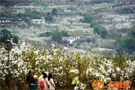 首届中国.仁寿天府生长节暨曹家第十六届梨花节今天开幕图片