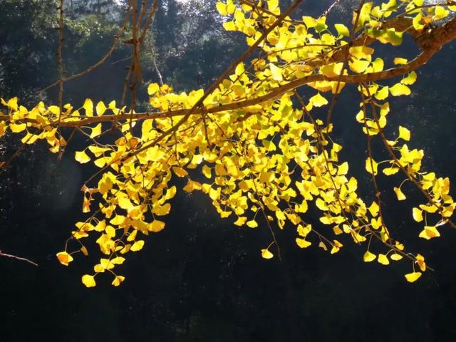 秋风吻尽银杏叶，艳遇醉美帽子峰