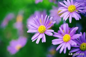 花卉摄影，美丽清新，代表纯洁的小雏菊怎么拍？3个拍摄思路图片